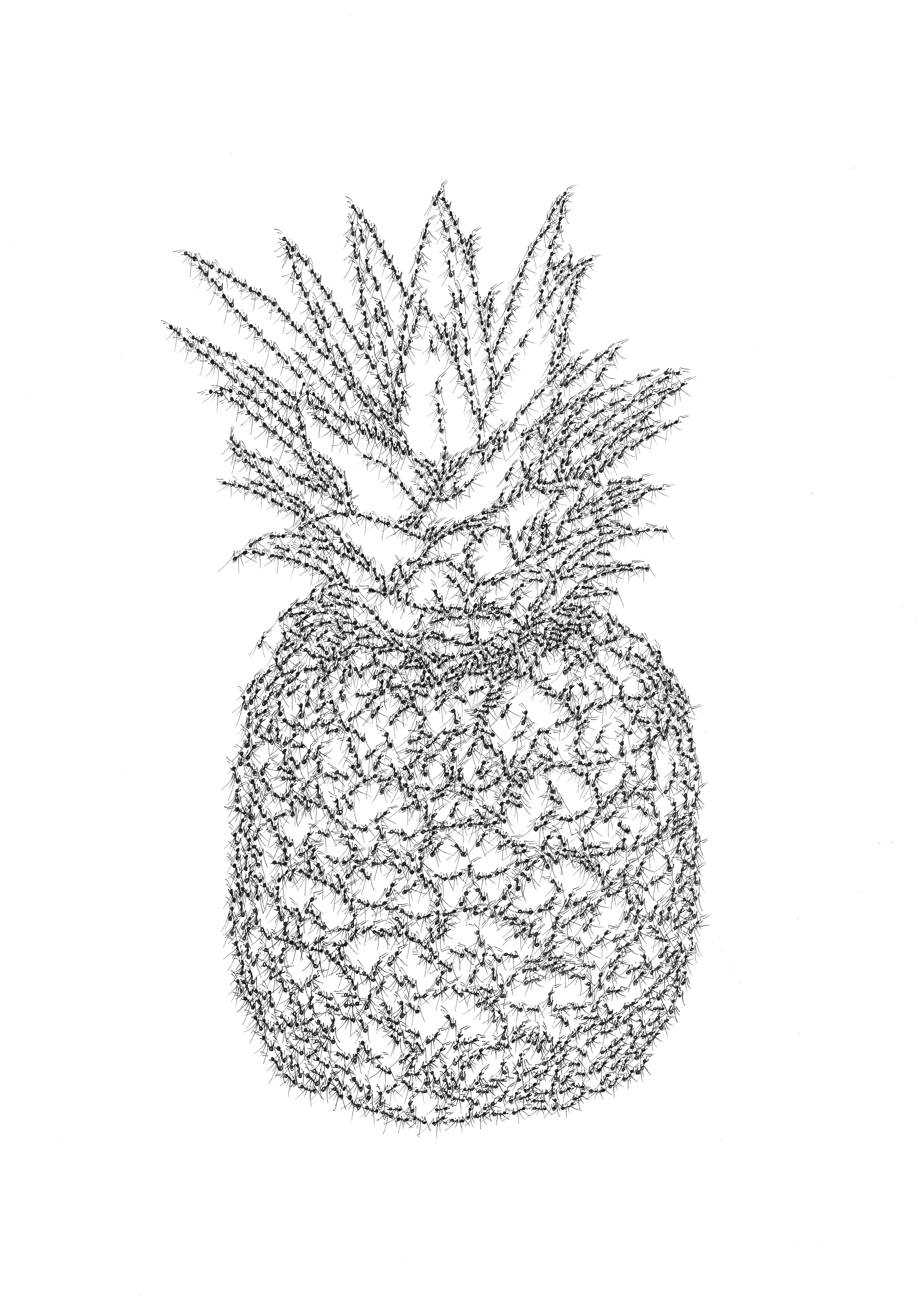 Ananas - Cyril Houplain