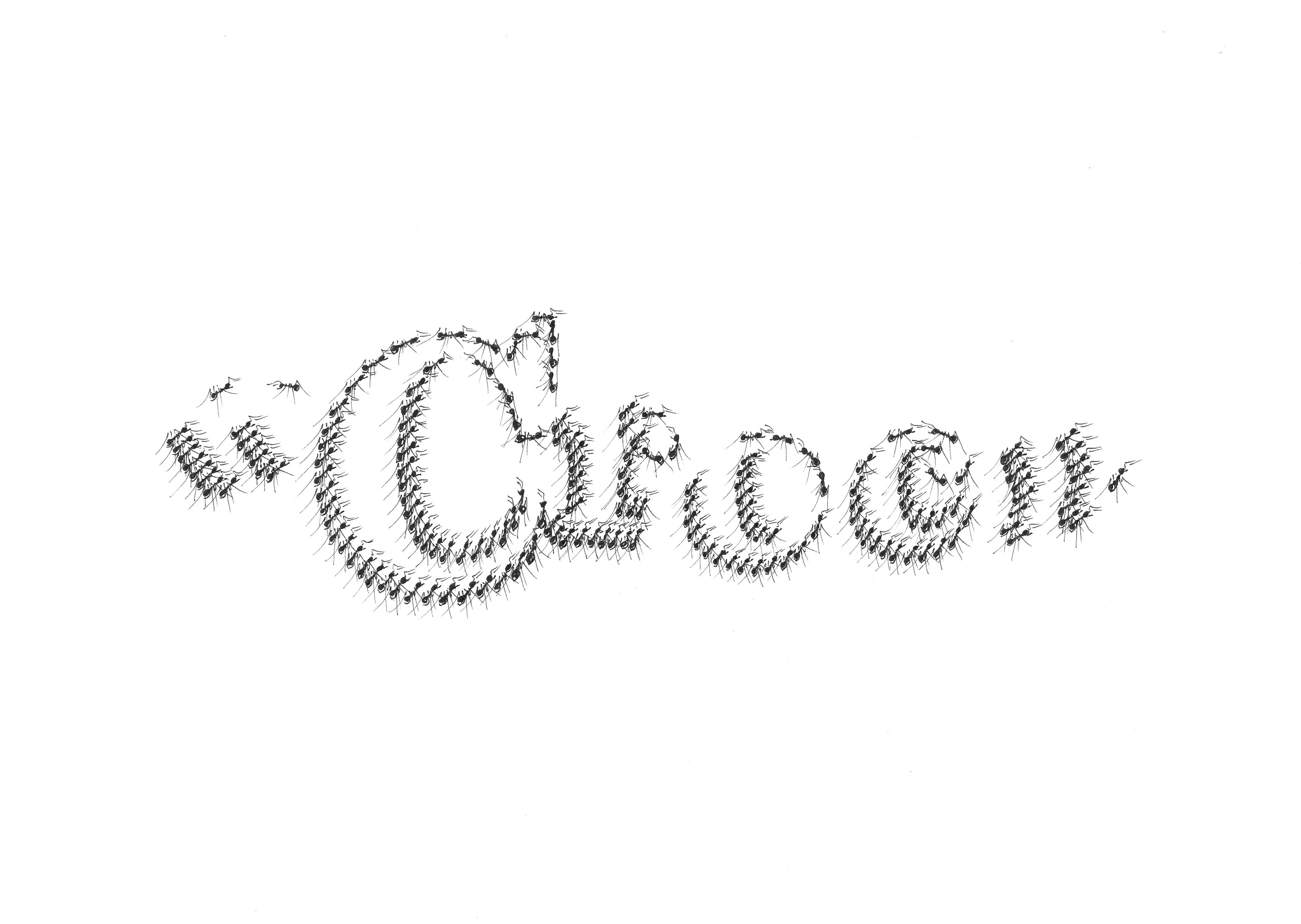 " Croc " - Cyril Houplain