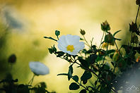 Beautiful Plant #3.jpg