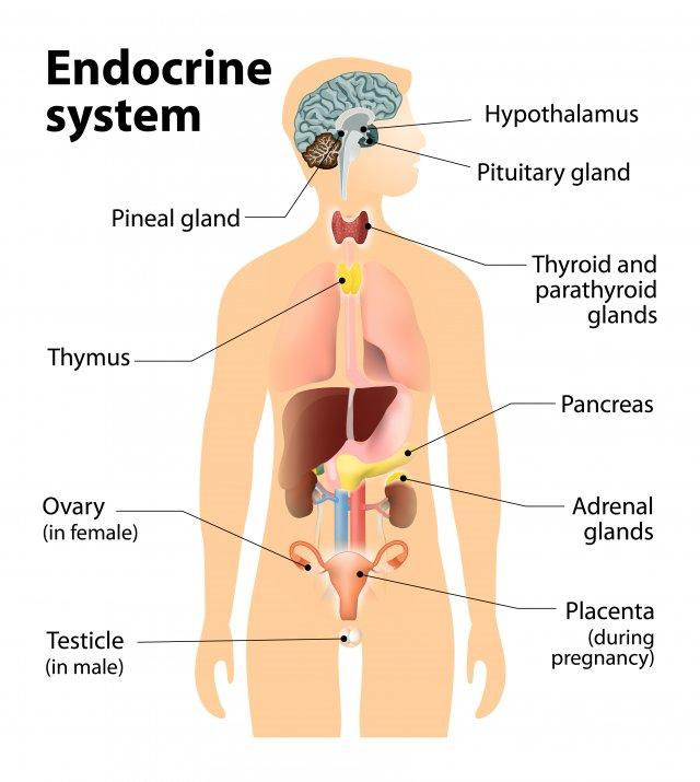 Functional Endocrinology: Why Hormones Are the Missing Link