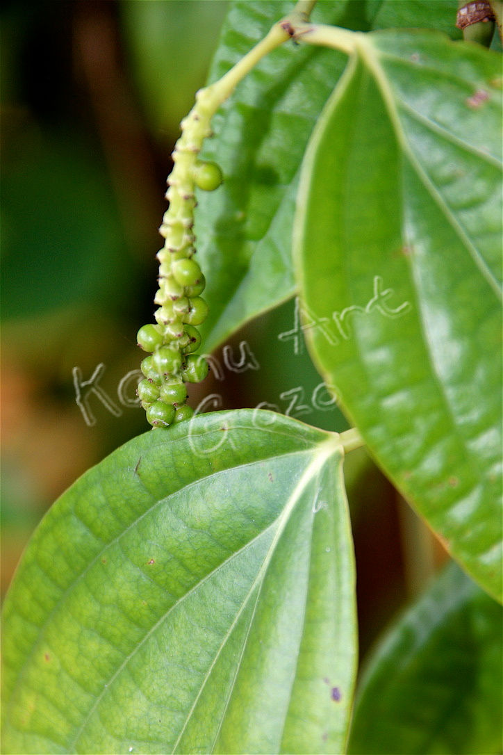 Hot vine