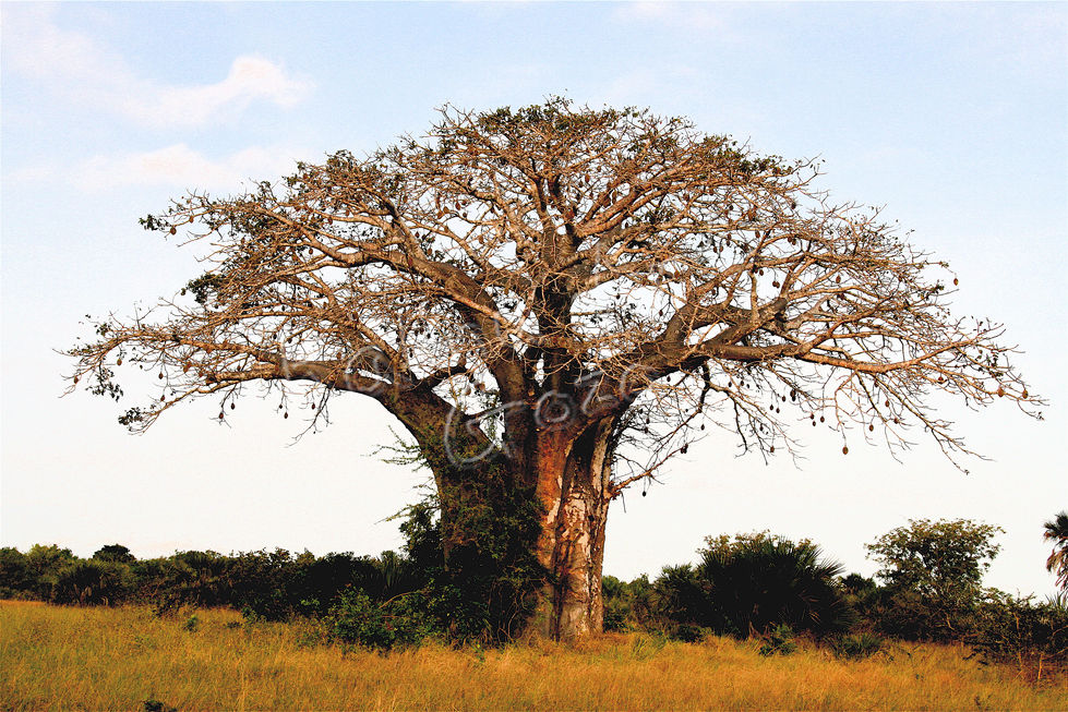 Upside down tree