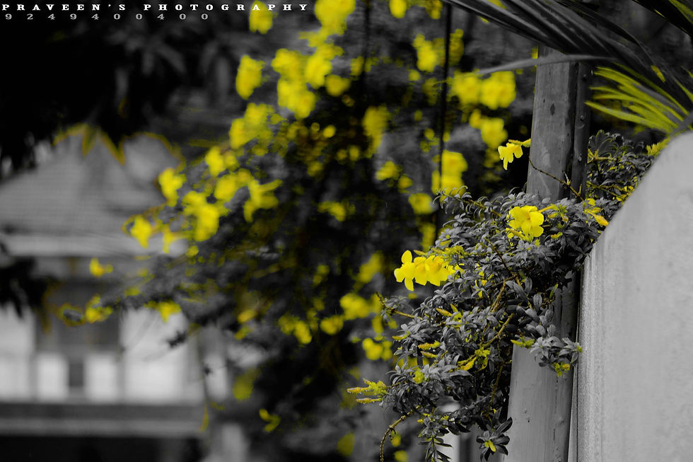Yellow and Yellow Only