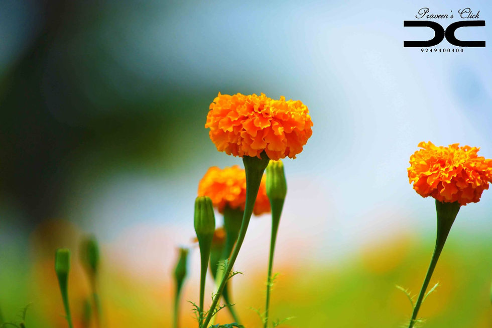 Flower Farm