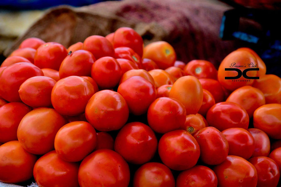 Fresh Tomatos