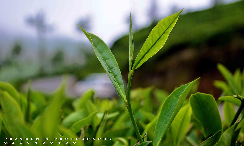 Tea Estate @ Munnar
