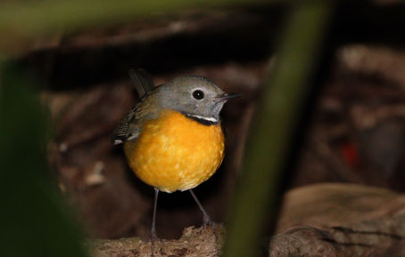 Birding in the Eastern Highlands of Zimbabwe: A Journey Through Vumba’s Afromontane Forests