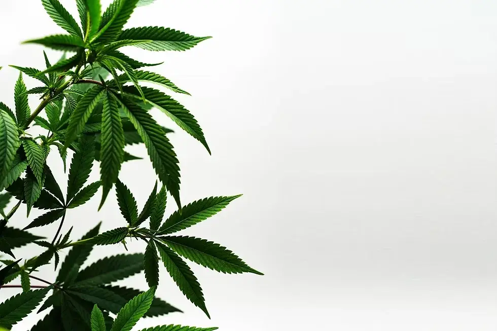 Cannabis Leaves on White Background