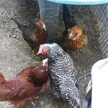 chicks.jpeg