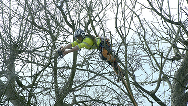 Chainsaw Mega Lean