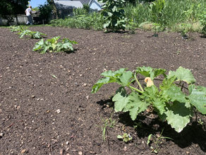 July Garden Checklist