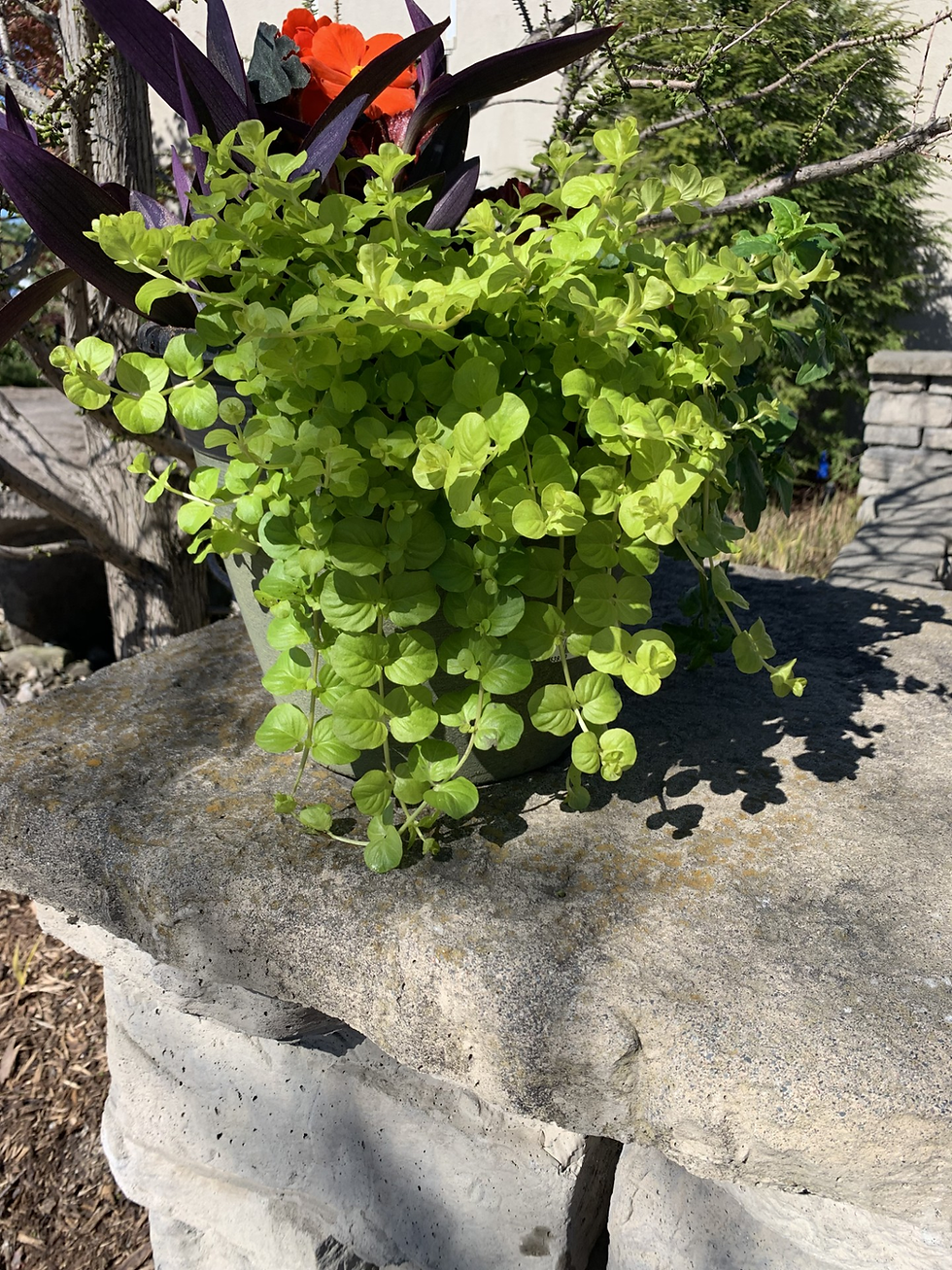 Winning Annuals