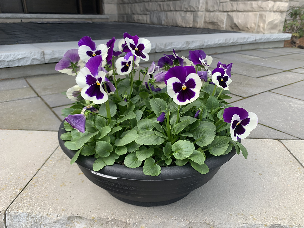 Early Spring Garden Checklist