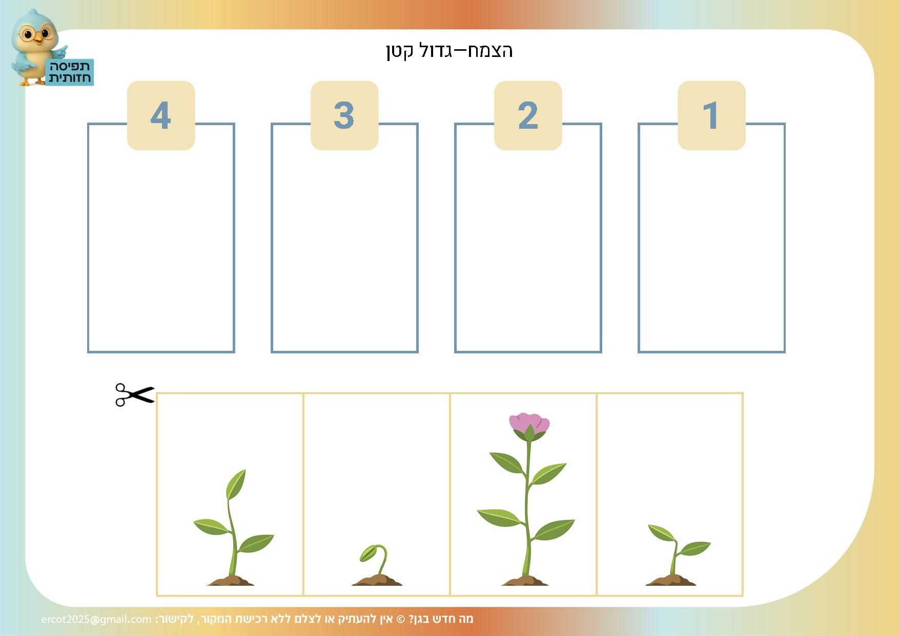 תהליך צמיחה של הצמח