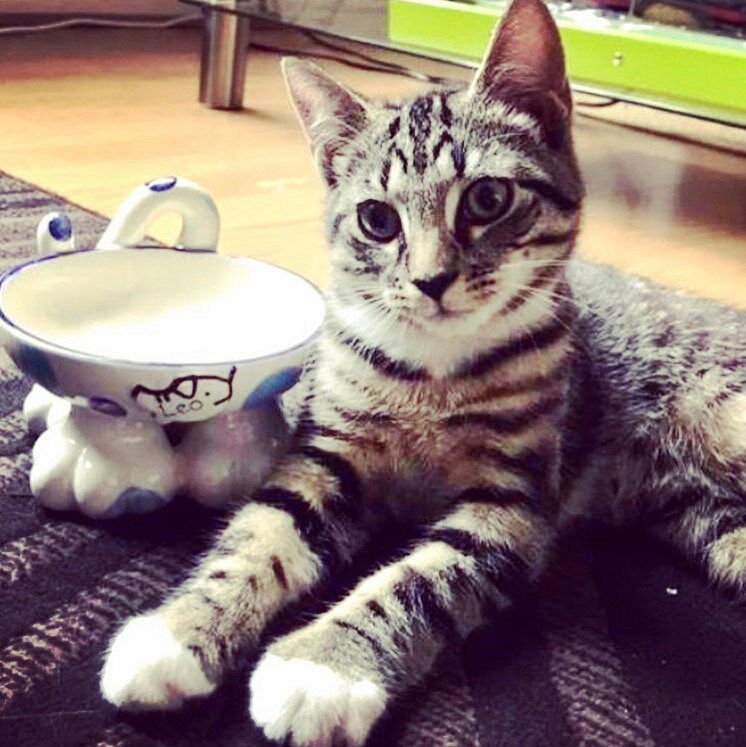 Thumbnail: Ceramic elevated cat bowl