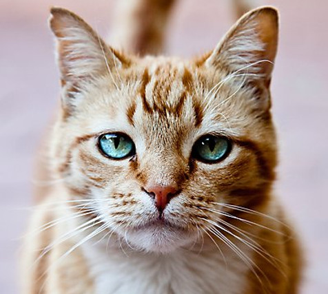 Ginger cat with a sad face and green eyes