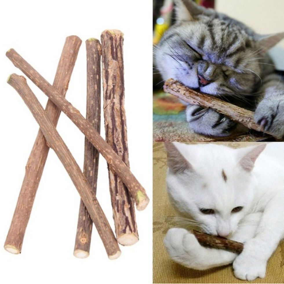Thumbnail: Cat Cleaning Teeth Pure Natural Catnip 5 pieces