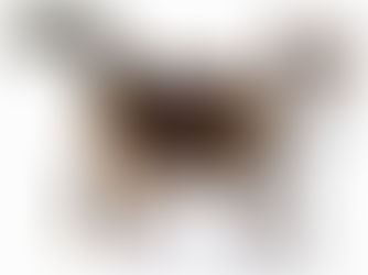 American Wirehair