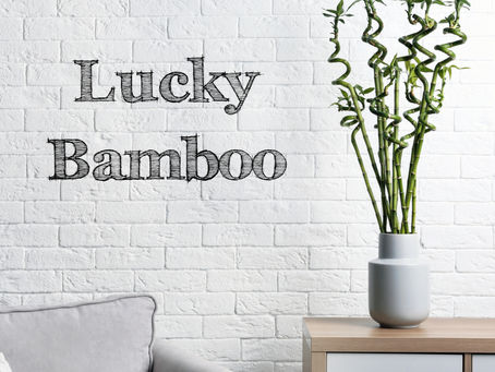 Lucky Bamboo