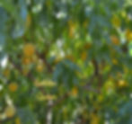 Thumbnail: Peaches