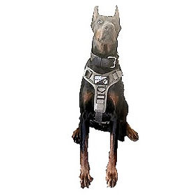 Mathias, the Athens Police Doberman Pinscher.