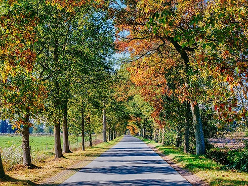 path-park-with-tall-trees-autumn_181624-24734 (1).jpg