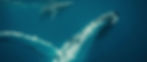 Whales_edited.jpg