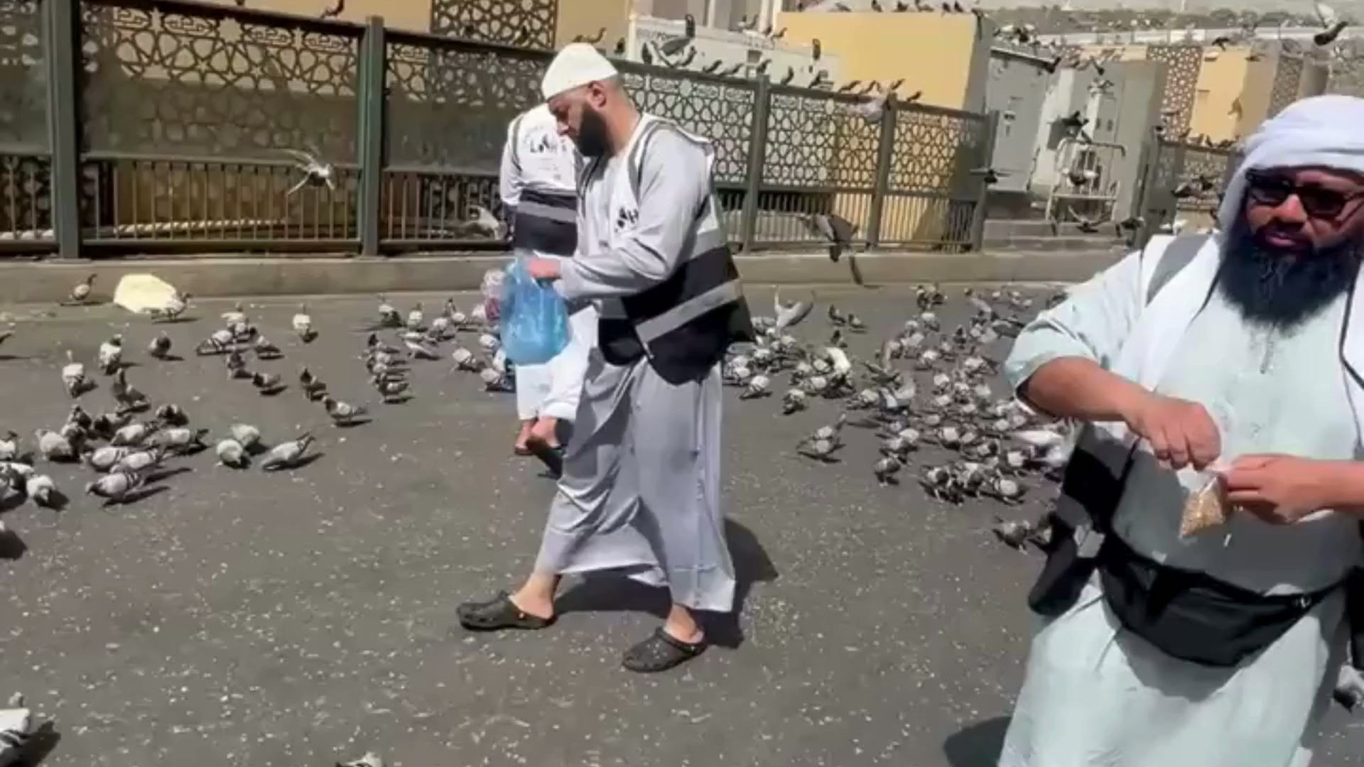 Feed the Cats & Birds of the Haram