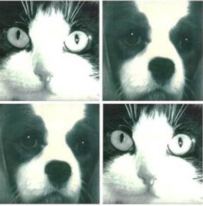 מרפאה וטרינרית בשדרה