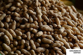 ground-nuts-01-1488776182_p_2744172_535598.jpeg