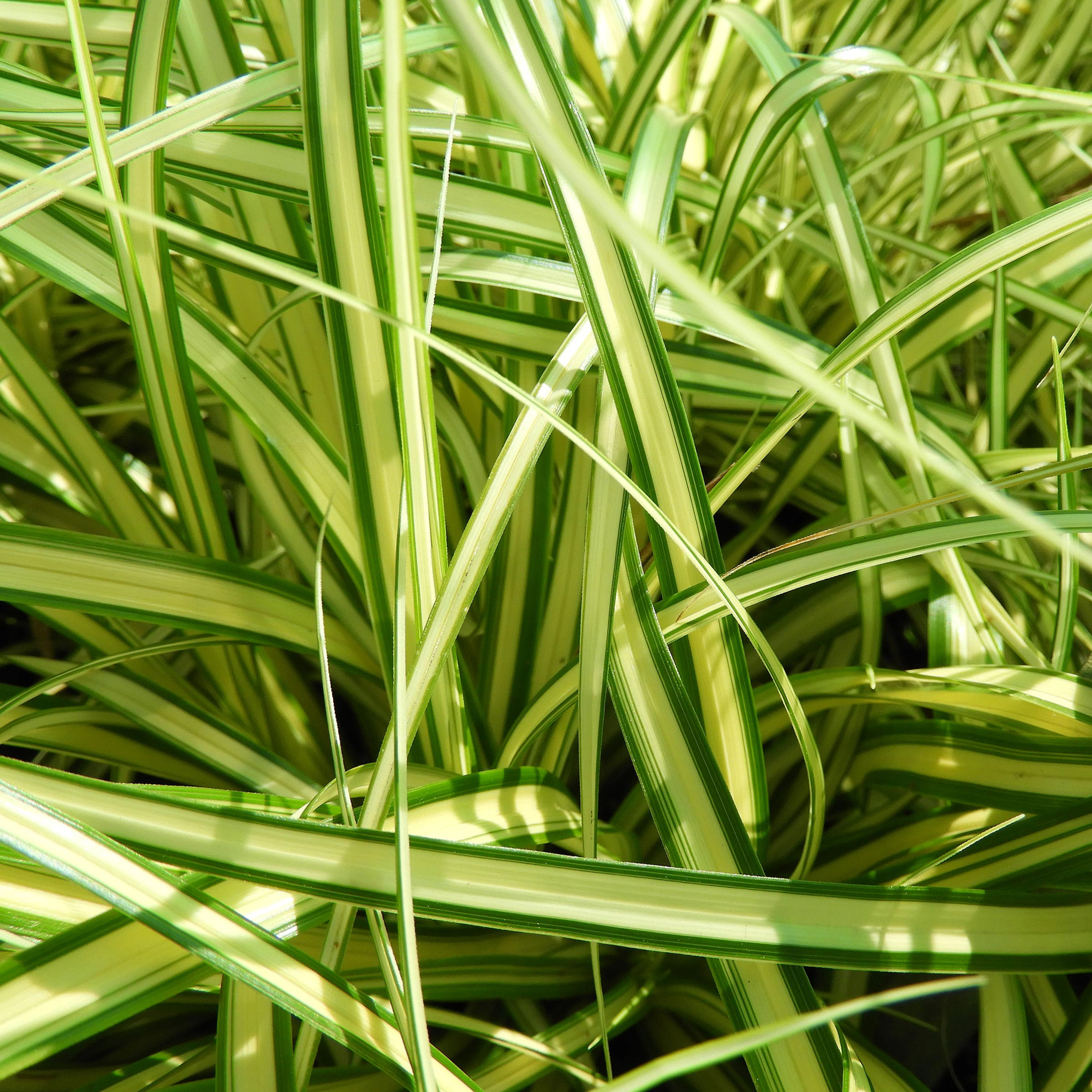 Garten-Segge (gelb-grün)