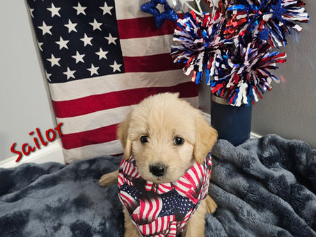 English Labradoodle Puppies !