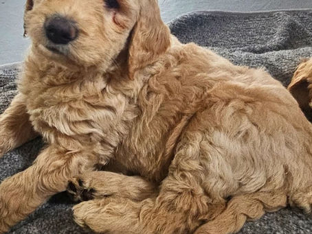 Mac Makes Lovin Fun!