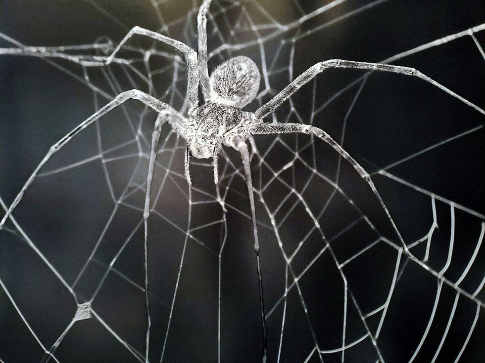 Samuele Arcangioli e Arlenys Taietti