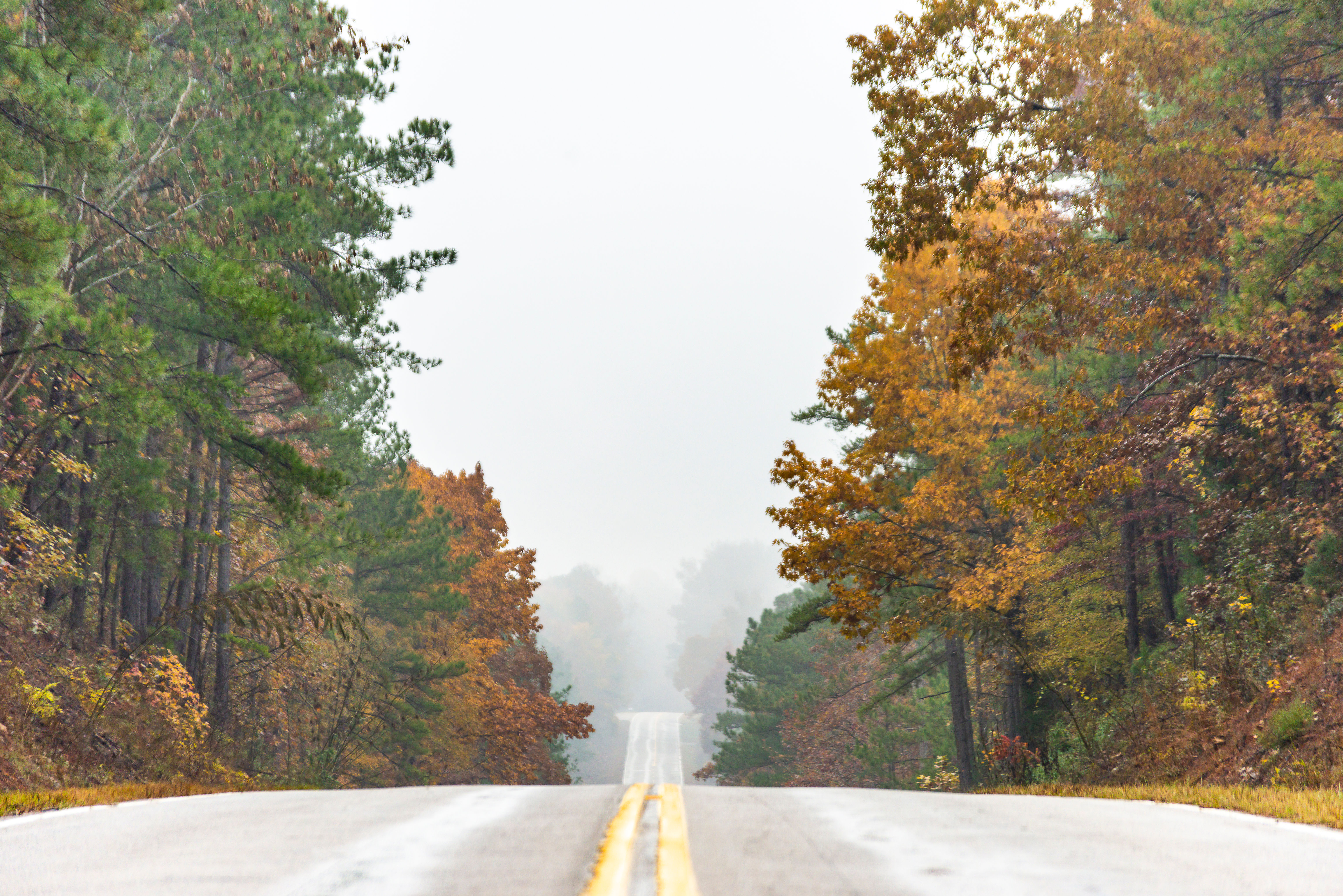 Fall foilage on Hwy 21