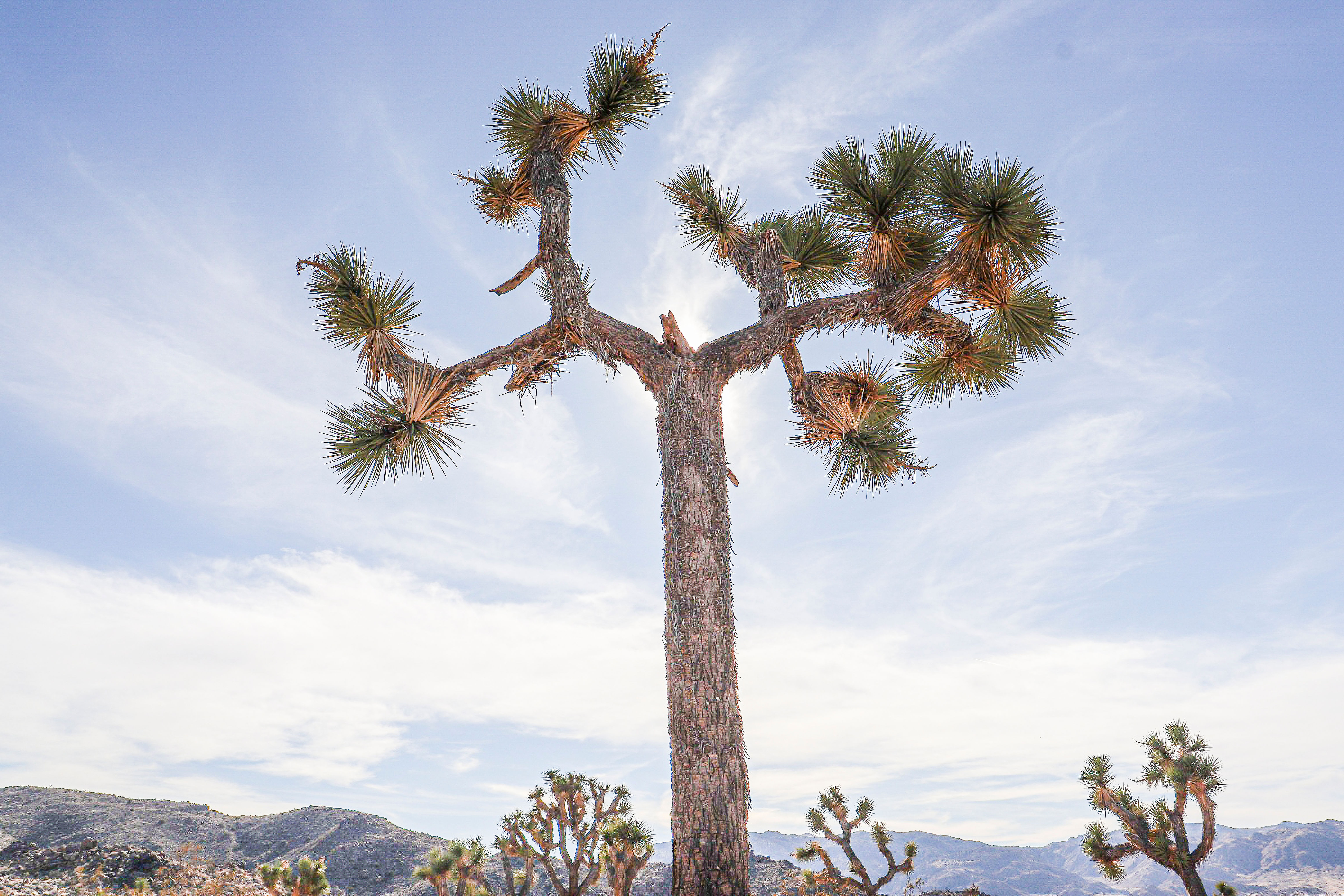Joshua Tree