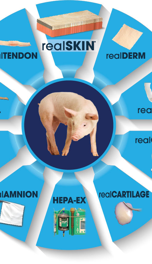 Xeno Pig Wheel Graphic Reduced.jpg
