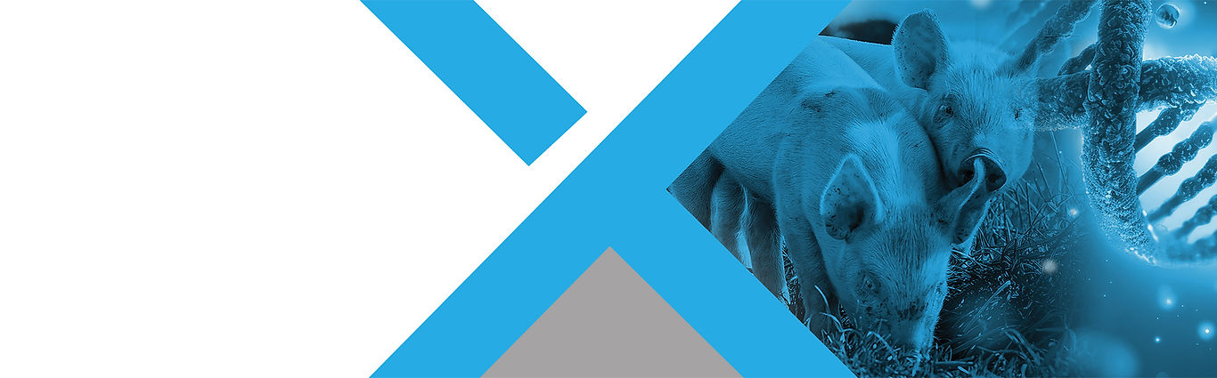 New Home Light Blue X Banner Pigs DNA.jpg