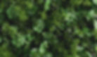 green-tropical-exotic-leaves-wall-background-2021-08-31-04-18-43-utc.jpg