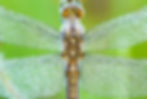 dragonfly-wings-closeup-2023-11-27-04-49-07-utc.jpg