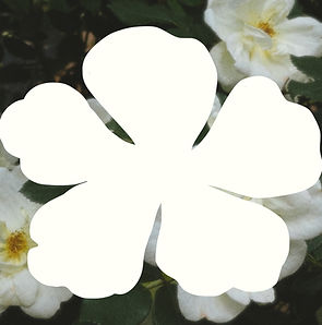 A flower-shape framed by yellow garden roses