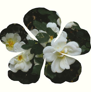Yellow garden roses within a flower-shaped frame