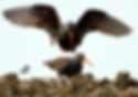 Oyster Catchers