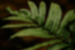 Fern