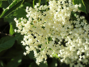 The Elder: A Tree Worth Knowing
