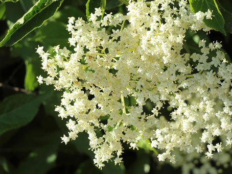 elderflower umbel