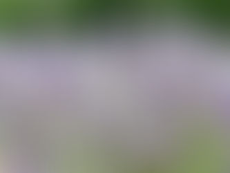 Lavandula angustifolia — English lavender