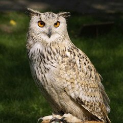 Photo d'un hibou sur un tronc