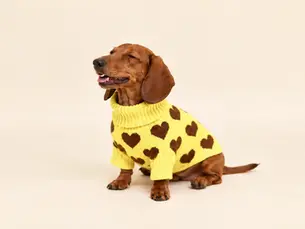 Encuentra servicios de calidad para mascotas en MENNY