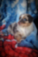 miri pup again.jpg